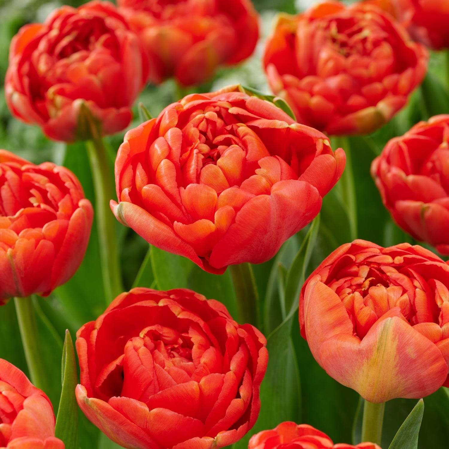 Tulppaani 'Miranda'